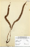 藏品(芽苞耳蕨)的圖片